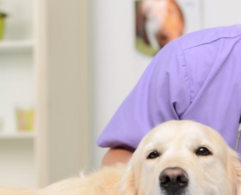 Læs hvordan du bliver hundemassør